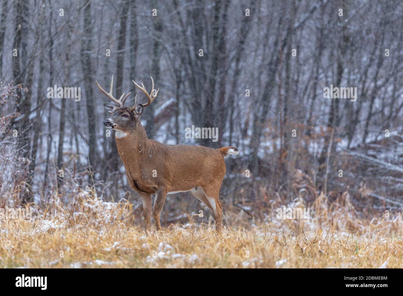 Whitetailed buck during the rut in northern Wisconsin Stock Photo Alamy