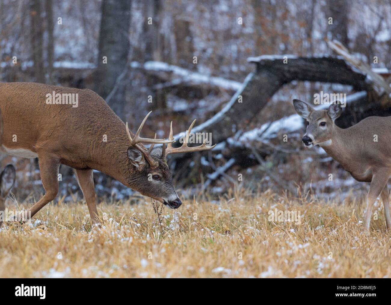 Wi Whitetail Rut White-tailed buck during the rut in northern Wisconsin Stock Photo - Alamy
