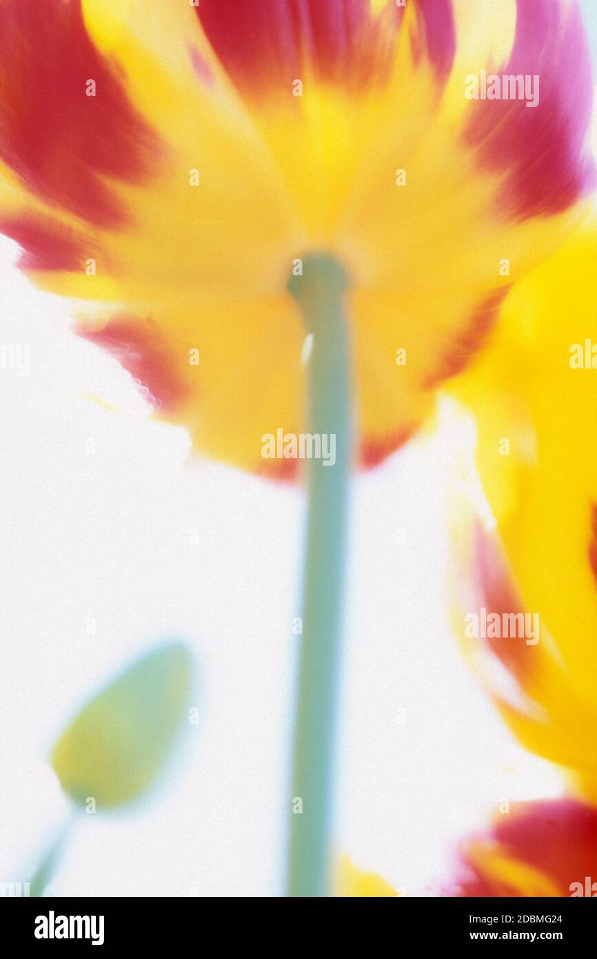 Low angle view, close up detail of a tulip. Stock Photo