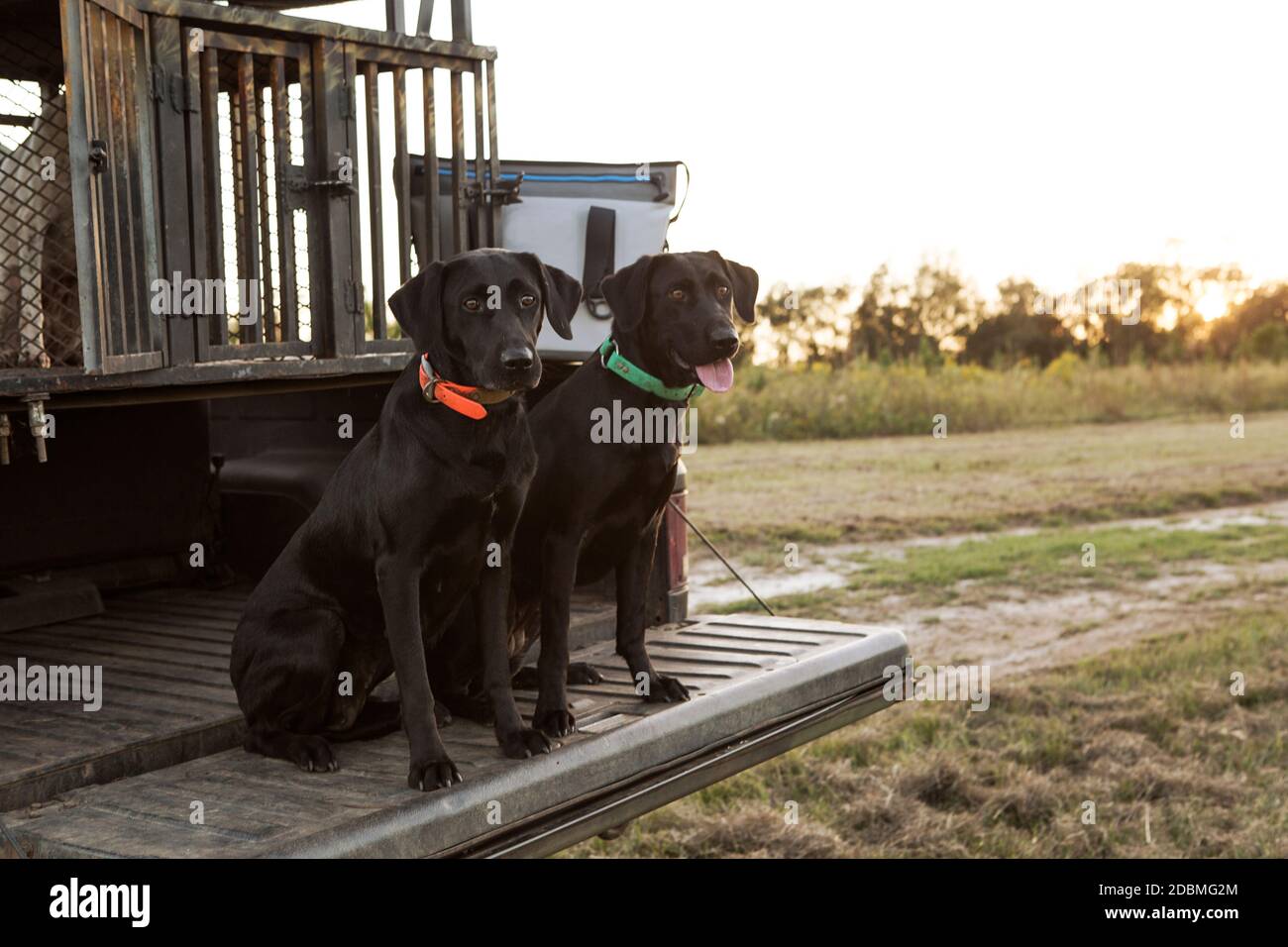 Hunting dogs, Bear Creek Reserve, USA Stock Photo Alamy