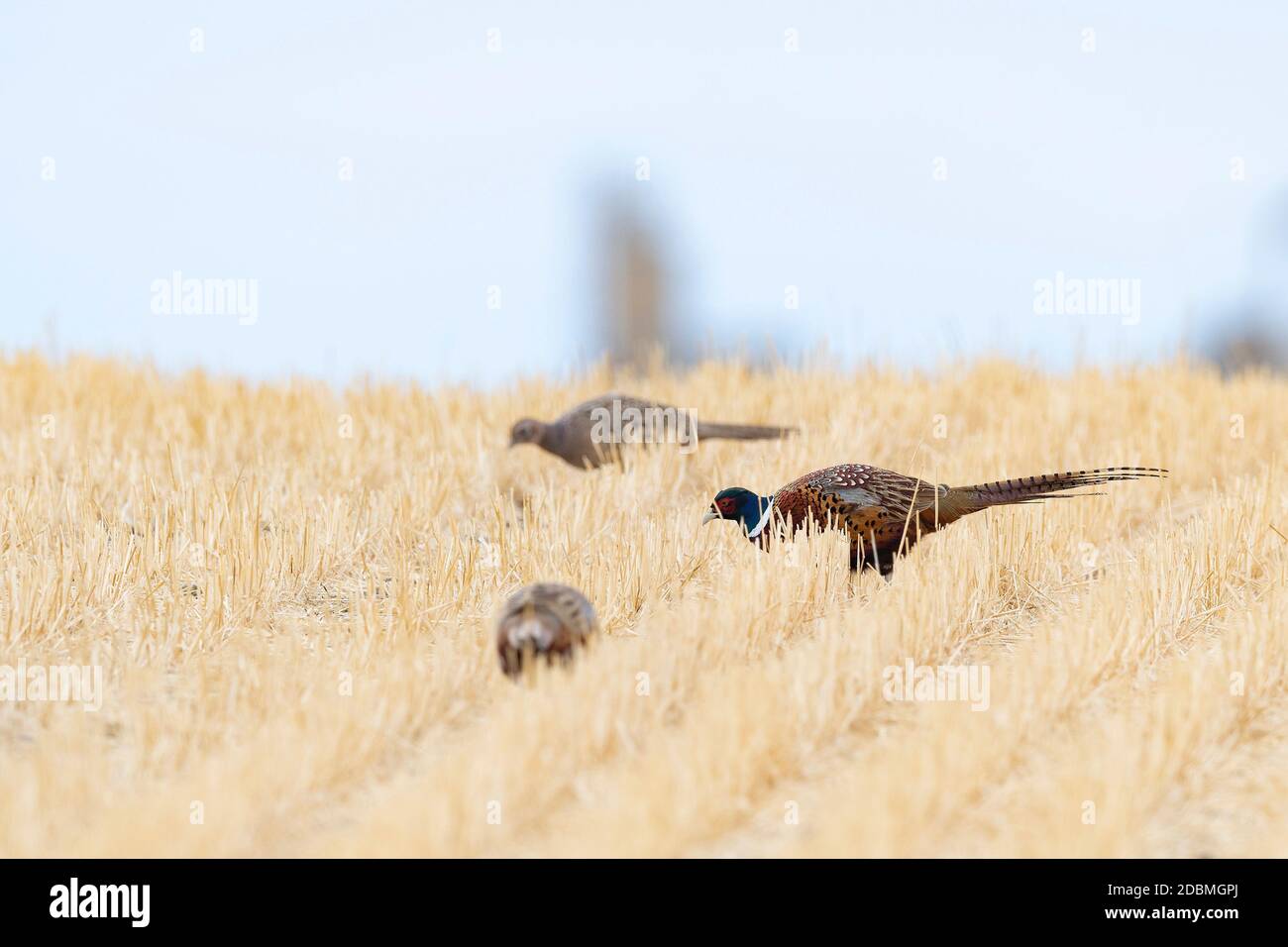 Hen pheasant flock hires stock photography and images Alamy