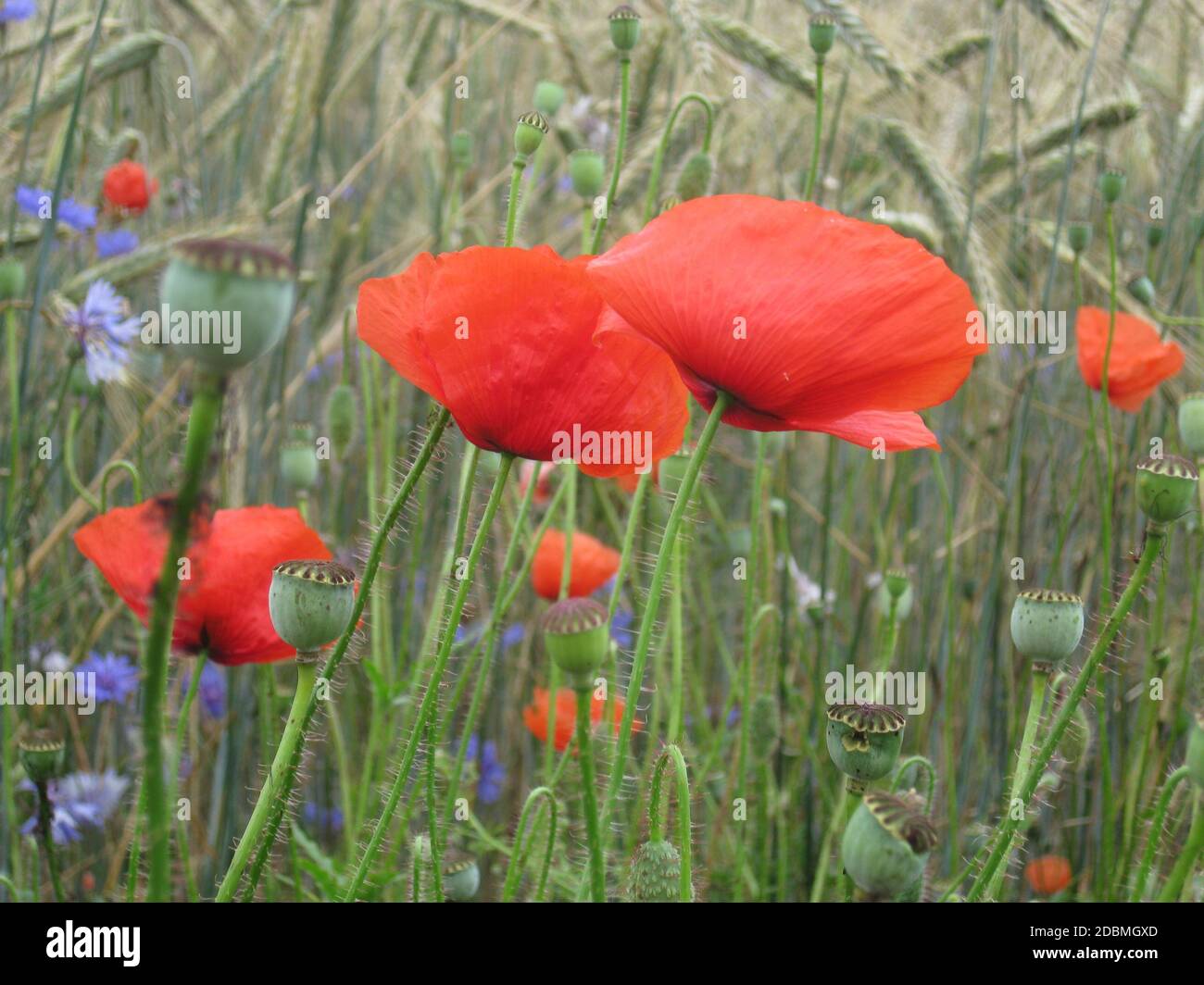 Green poppy hi-res stock photography and images - Alamy
