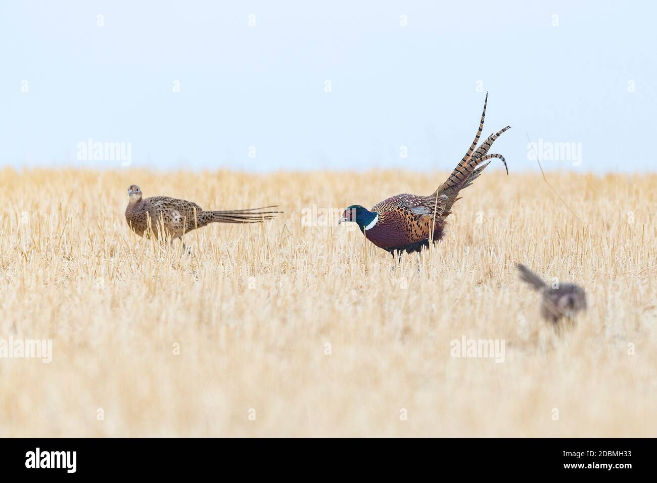 A flock of Pheasants in South Dakota on an autumn day Stock Photo Alamy