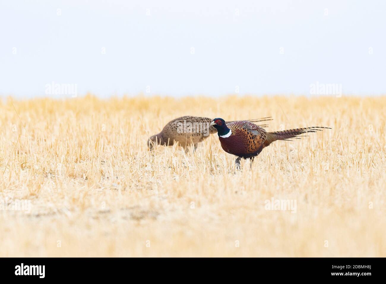 Hen pheasant flock hires stock photography and images Alamy