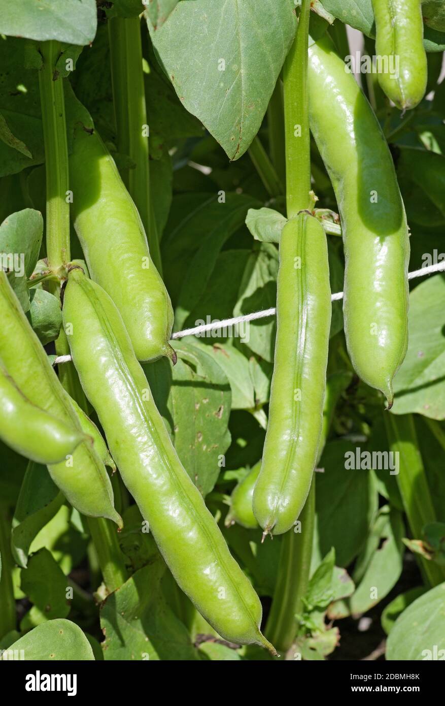 Broad bean witkiem manita hi-res stock photography and images - Alamy