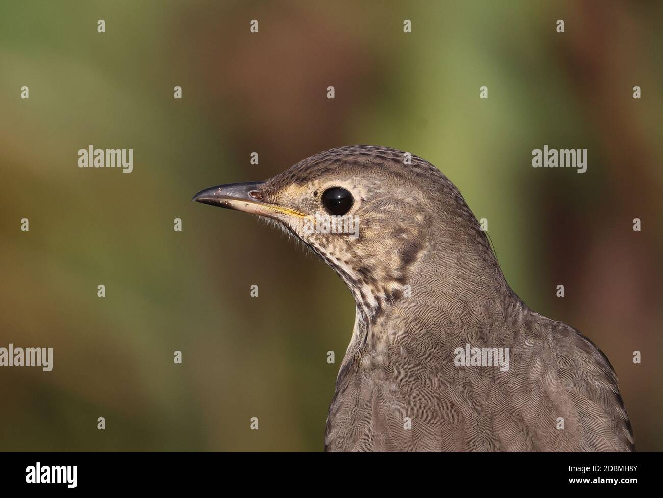 Song Thrush (Turdus philomelos) close-up of adult, with small tick near eye Eccles-on-Sea, Norfolk, UK November Stock Photo