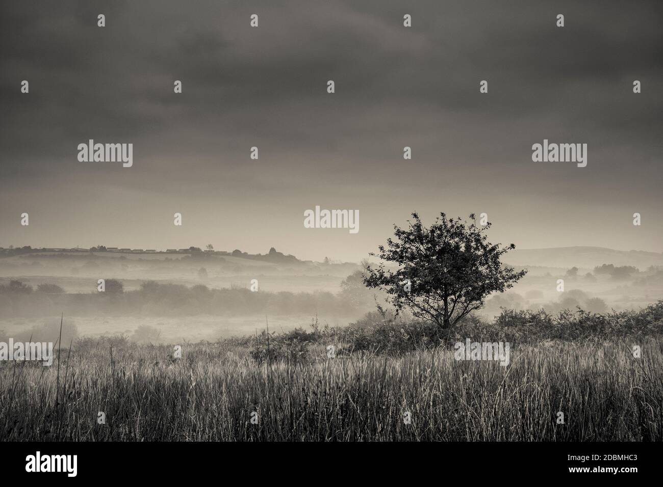 Llantrisant common & pastures site of special scientific interest, A
