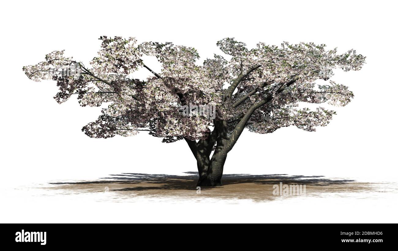 Cherry tree with blossom - isolated on white background Stock Photo - Alamy