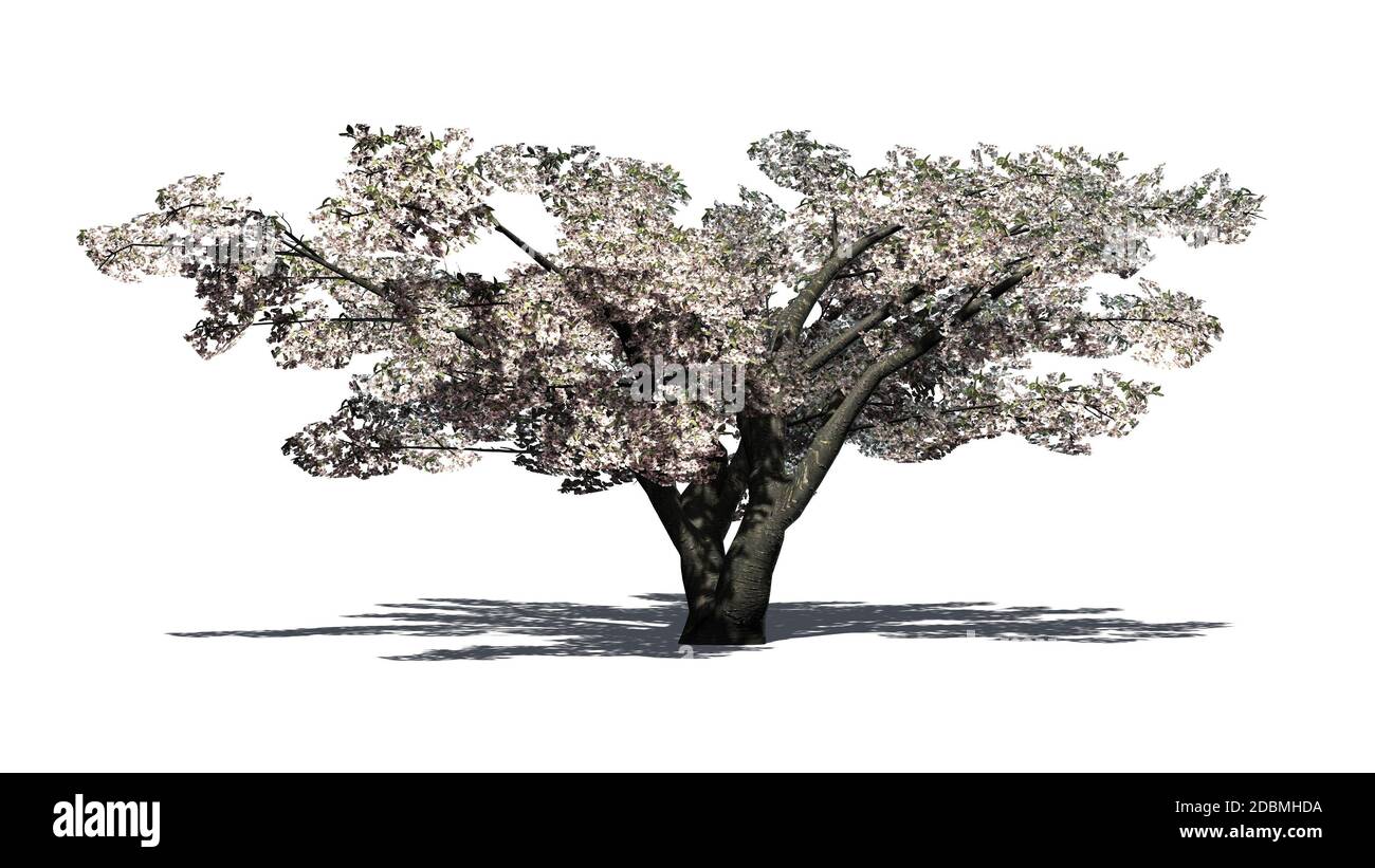 Cherry tree with blossom - isolated on white background Stock Photo - Alamy