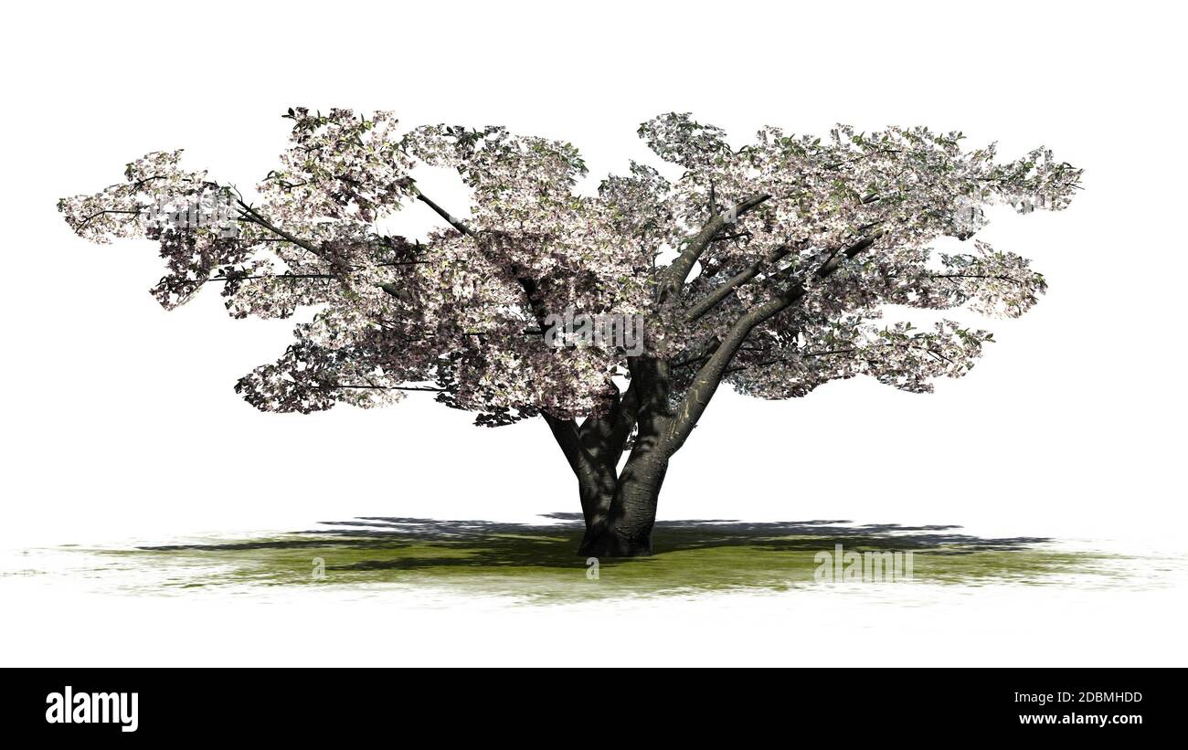 Cherry tree with blossom - isolated on white background Stock Photo - Alamy