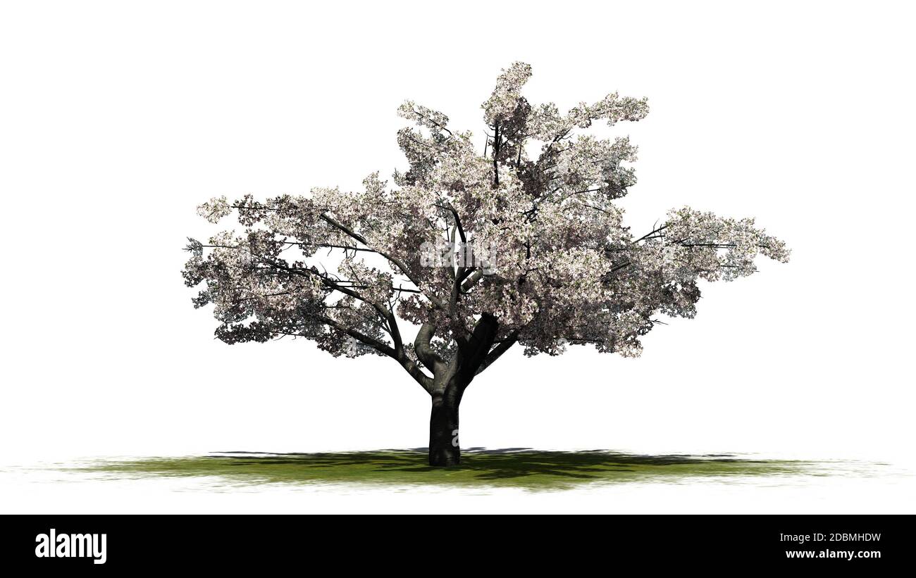 Cherry tree with blossom - isolated on white background Stock Photo - Alamy