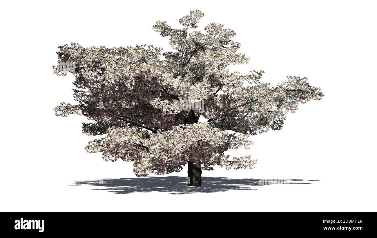 Cherry tree with blossom - isolated on white background Stock Photo - Alamy