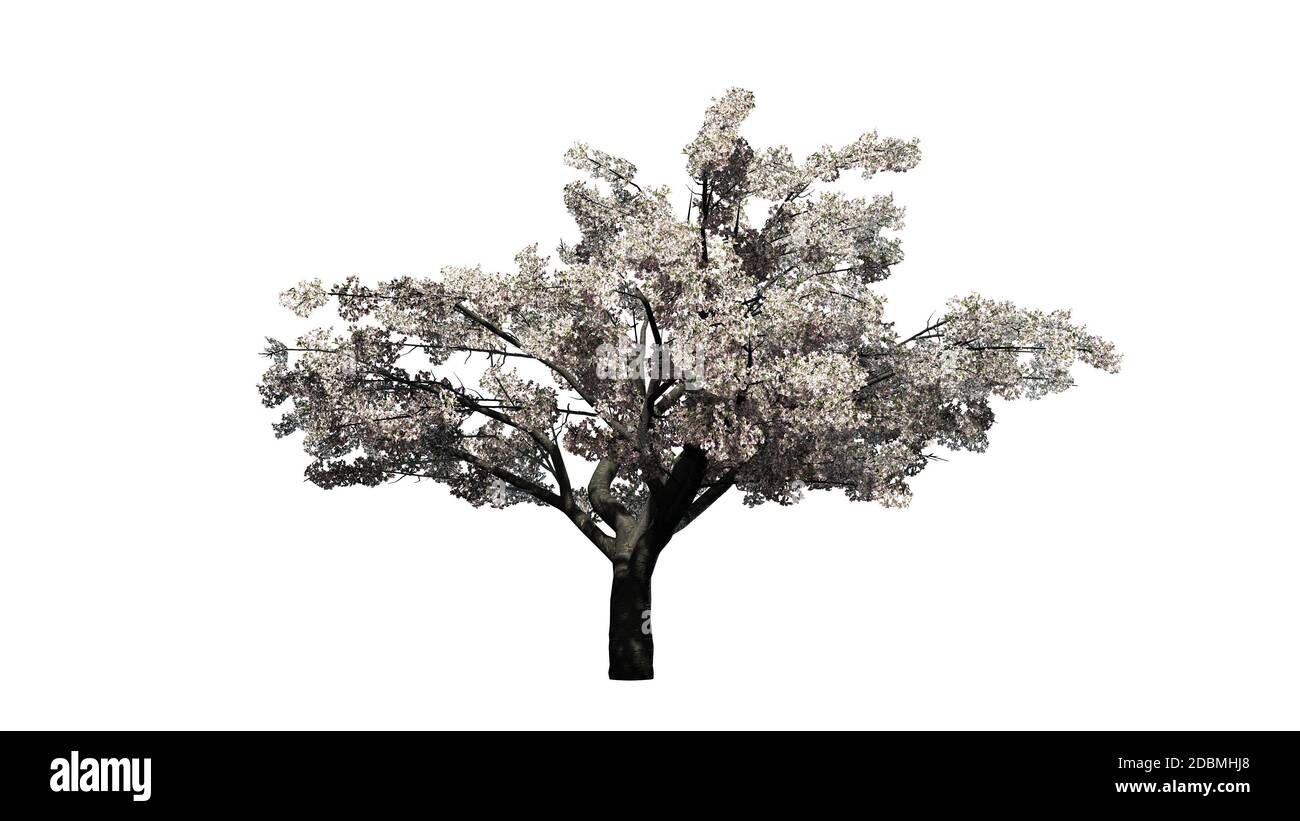Cherry tree with blossom - isolated on white background Stock Photo - Alamy