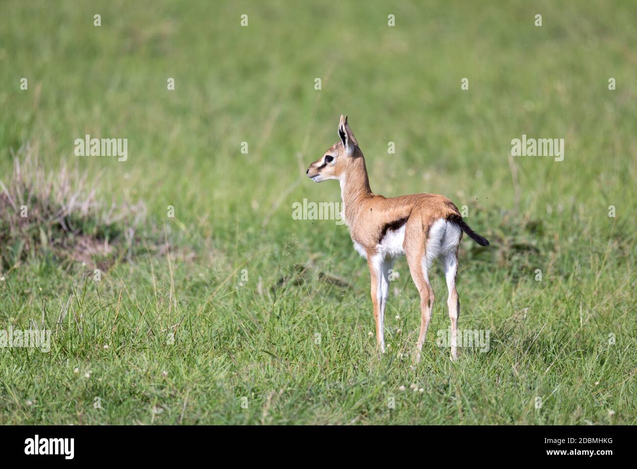 One very young Thomson Gazelle in the Kenyan grass landscape Stock ...