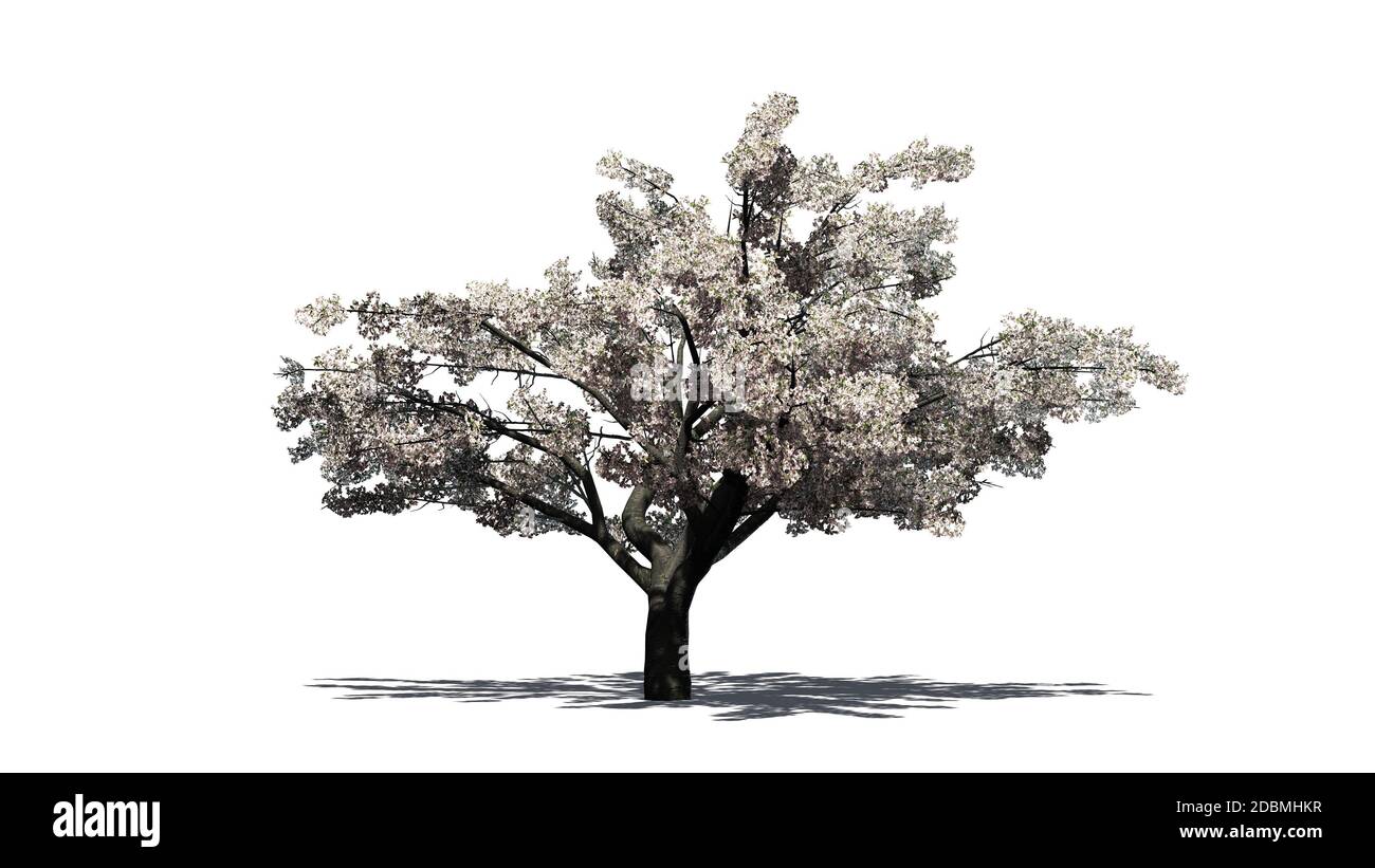 Cherry tree with blossom - isolated on white background Stock Photo - Alamy