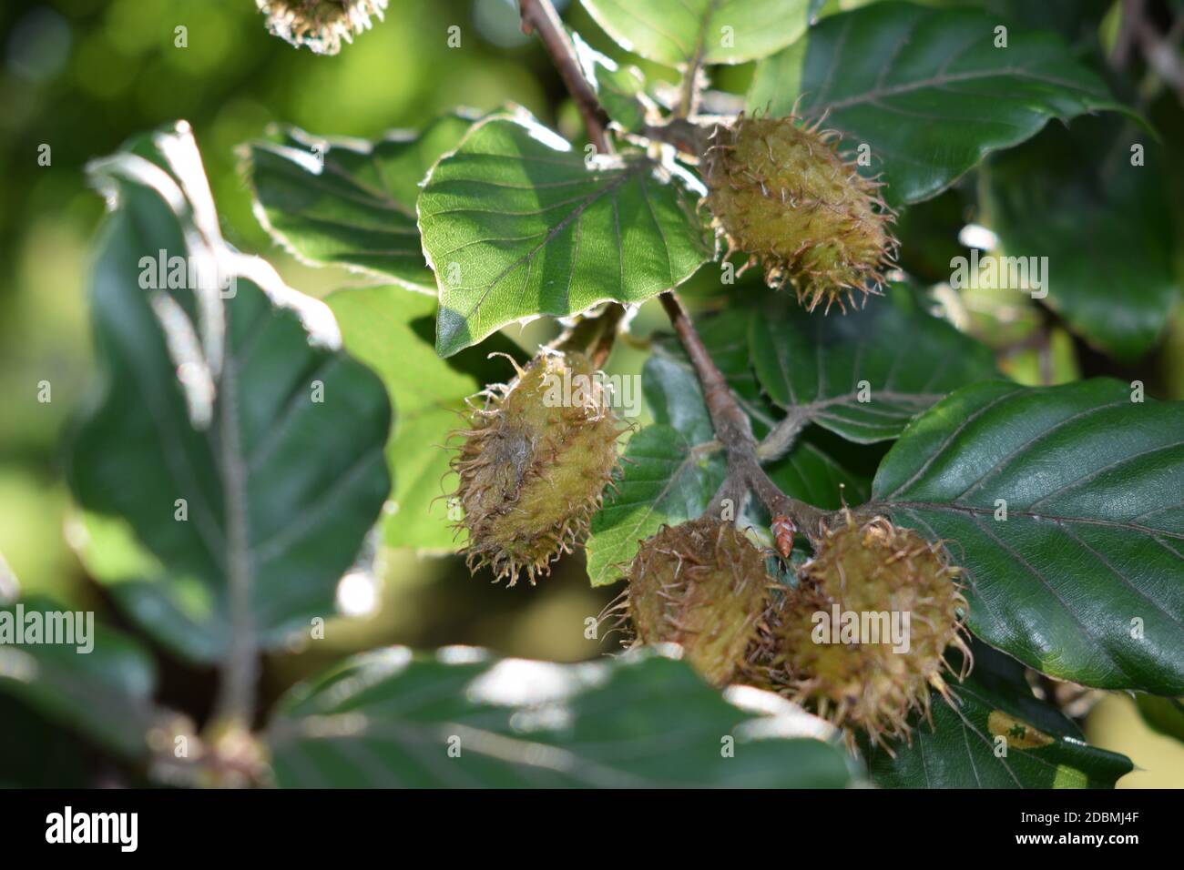 Beech tree seeds hires stock photography and images Alamy