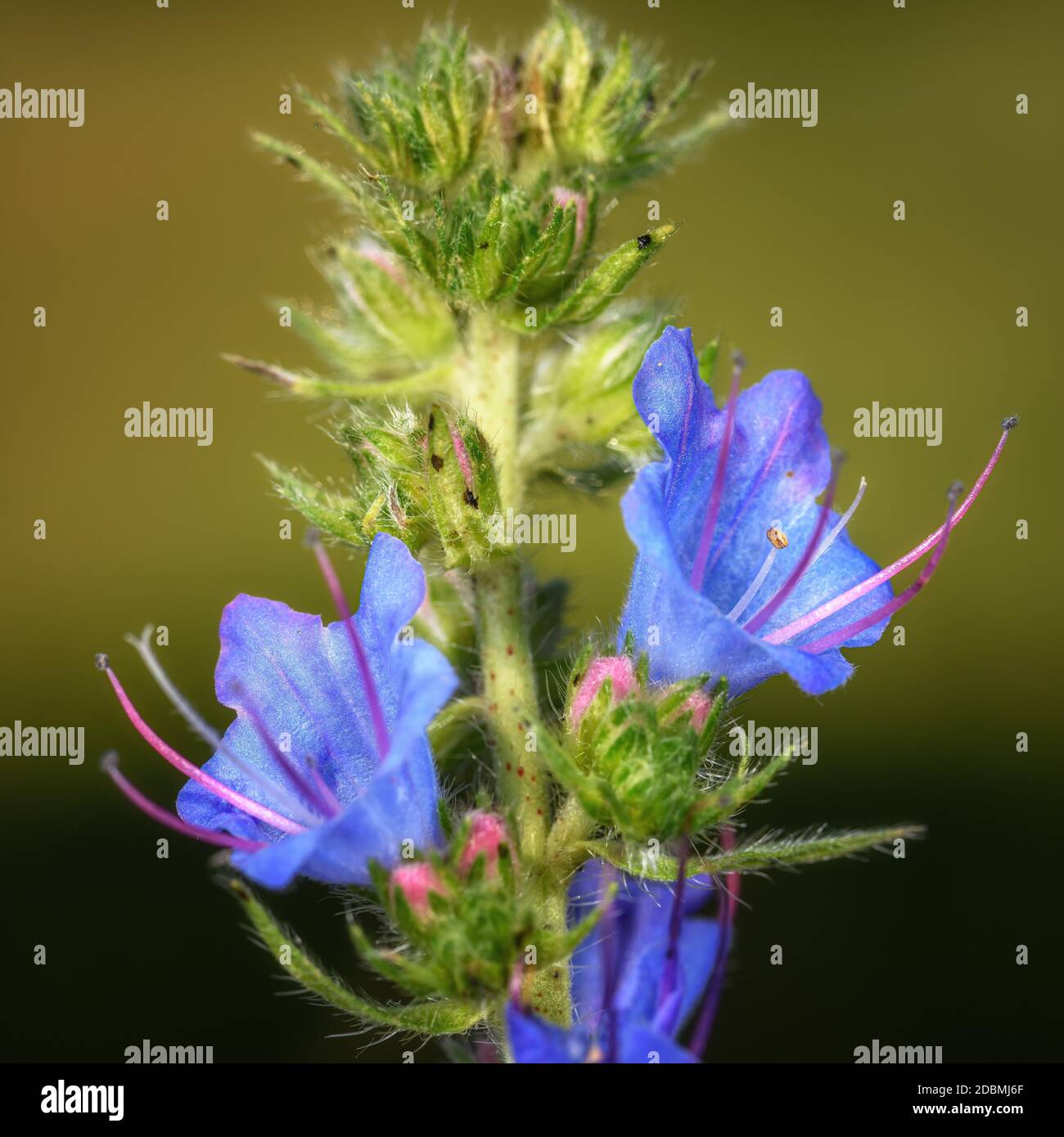 flower 'Echium vulgare' close-up, in a natural environment Stock Photo