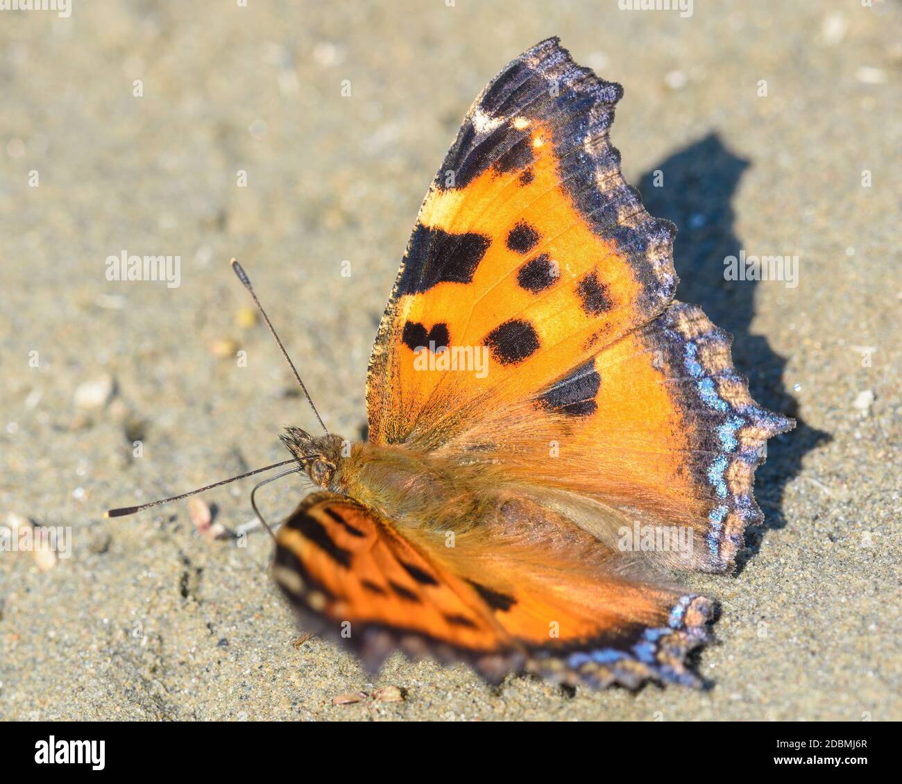 aglais urticae butterfly on the Ground, top view, close-up Stock Photo