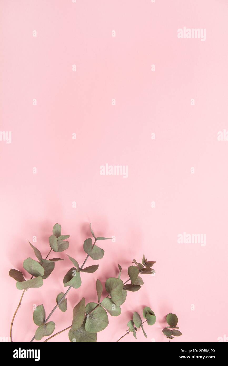 Eucalyptus branches on millennial pink background, copy space, top view. Bottom eucalyptus. Minimalism flat lay. For lifestyle blog, book, phone scree Stock Photo