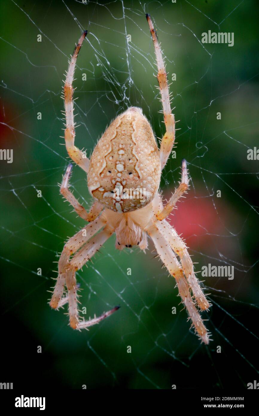 Macro of a garden spider on the web Stock Photo - Alamy