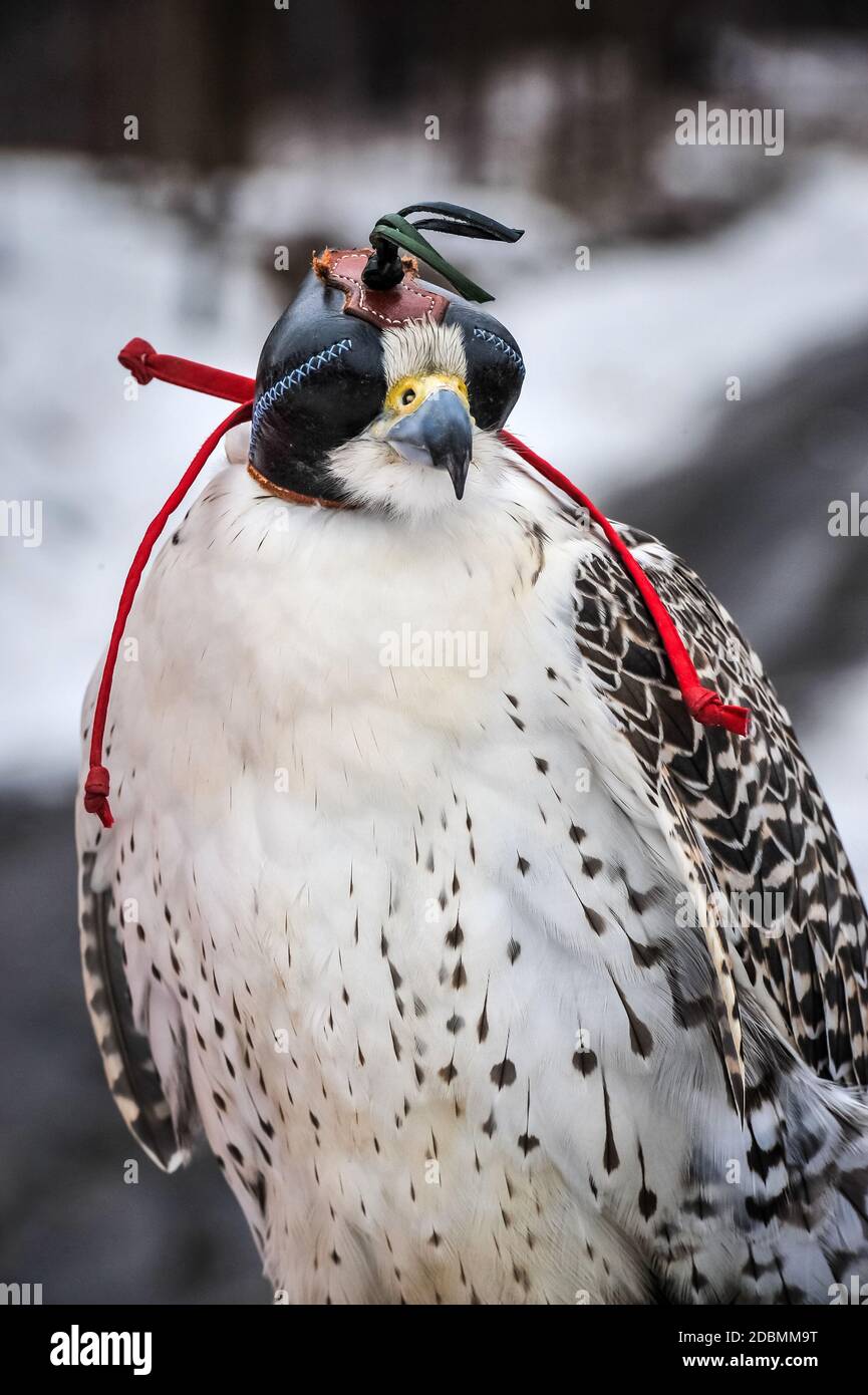 White gyrfalcon with its black leather hood in winter Stock Photo