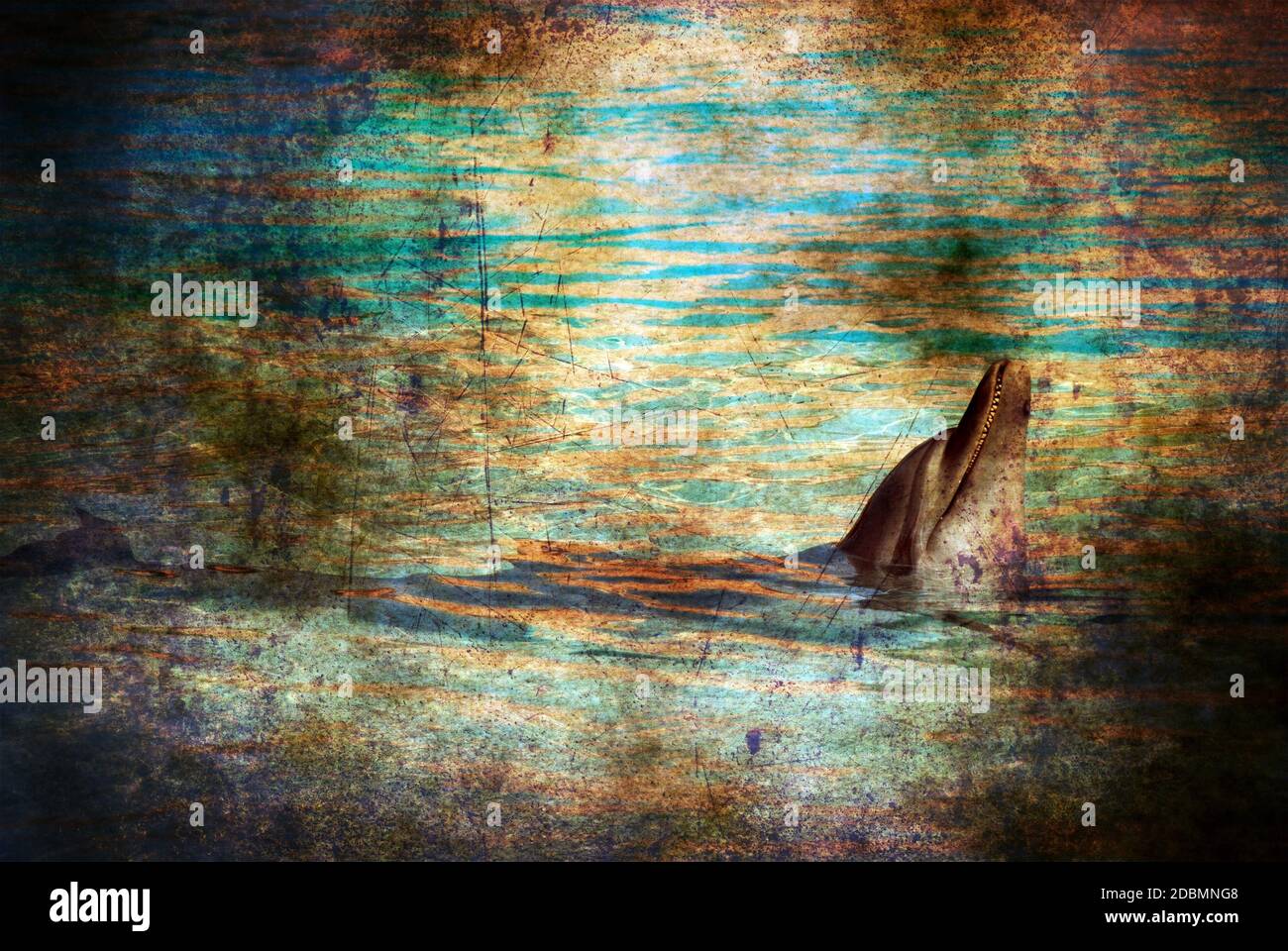 Dolphin grunge concept Stock Photo