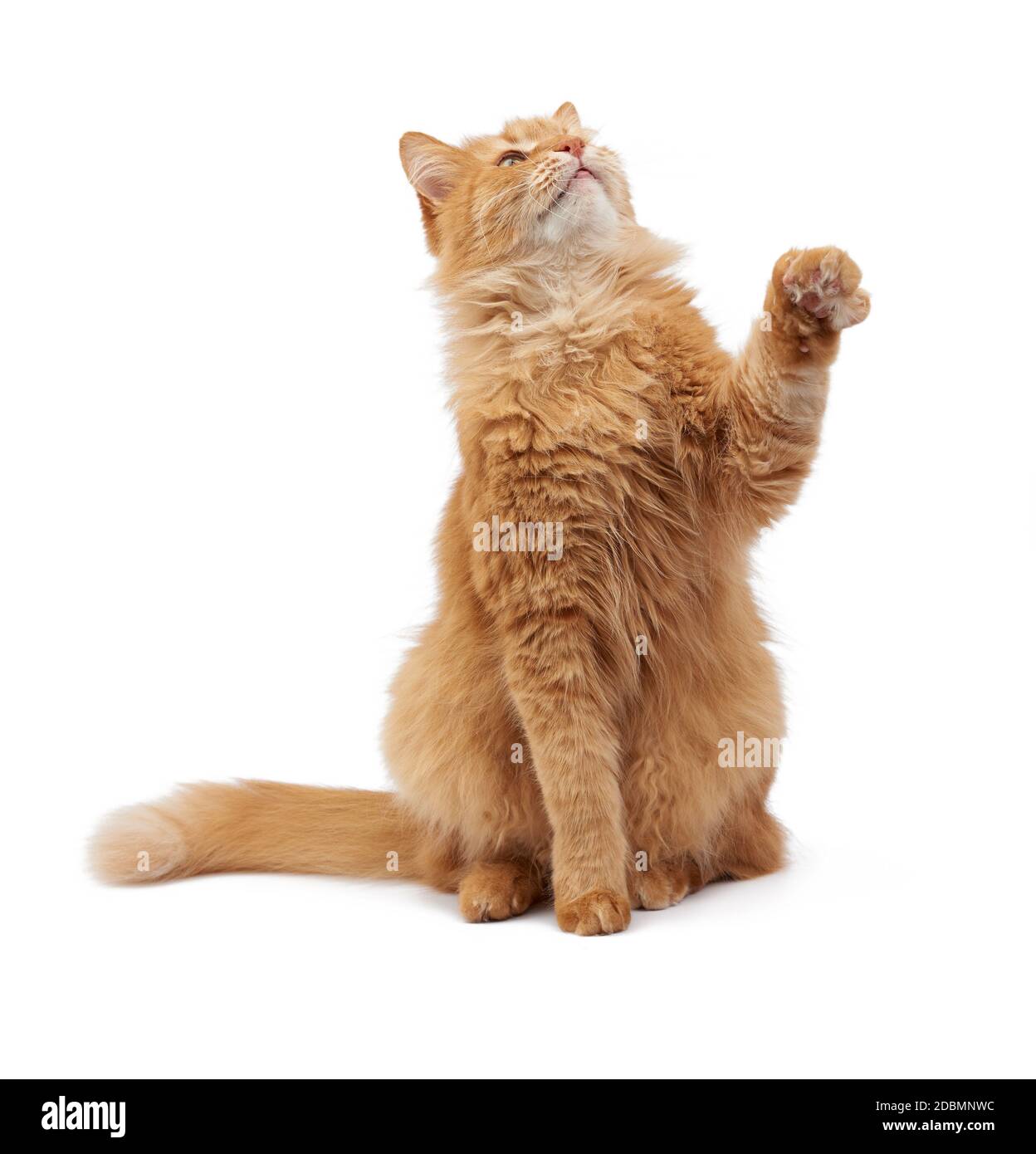 Cat holding paw up hi res stock photography and images Page 6