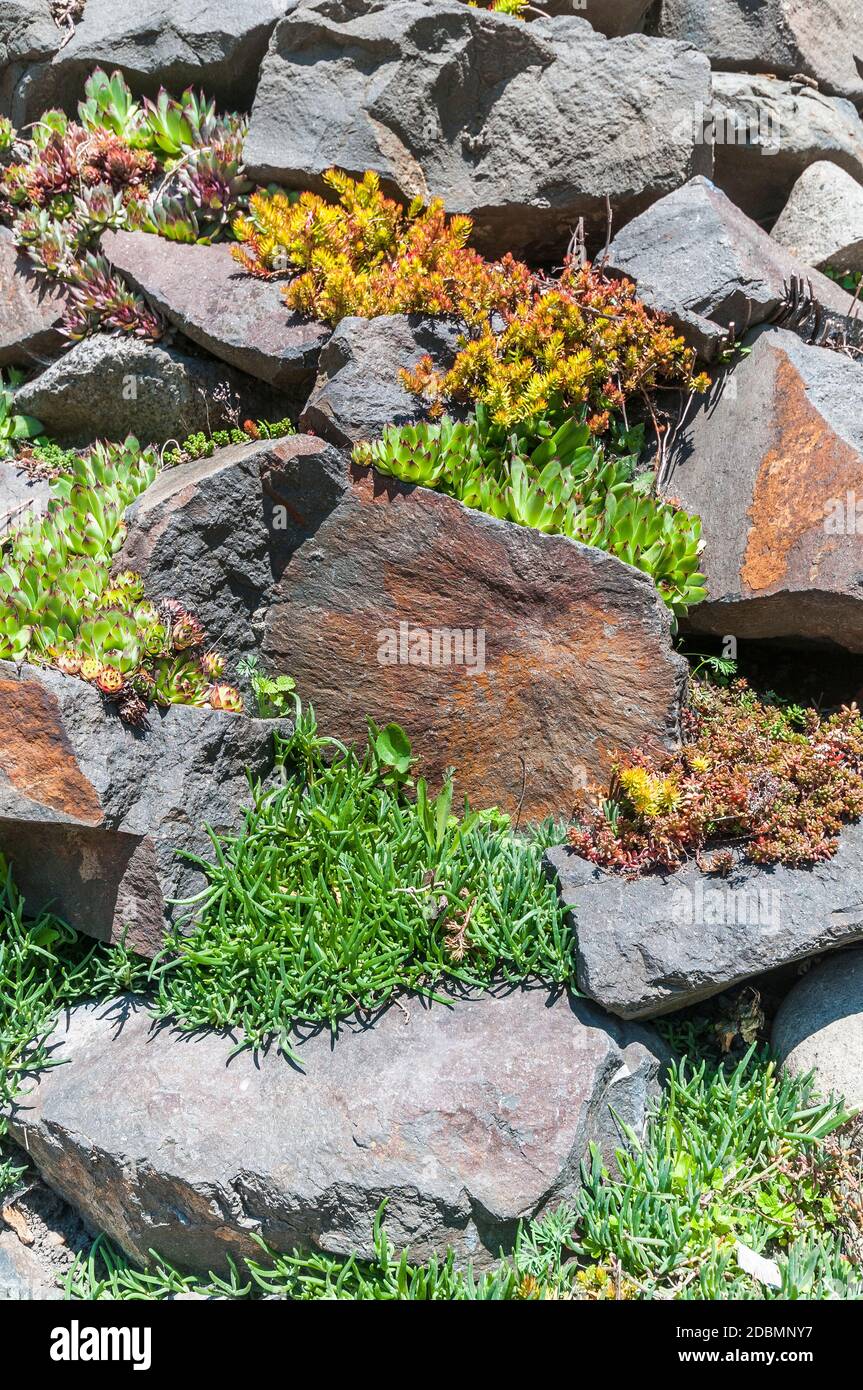 Plants growing between stones on a wall at Belltown Cottage Park in