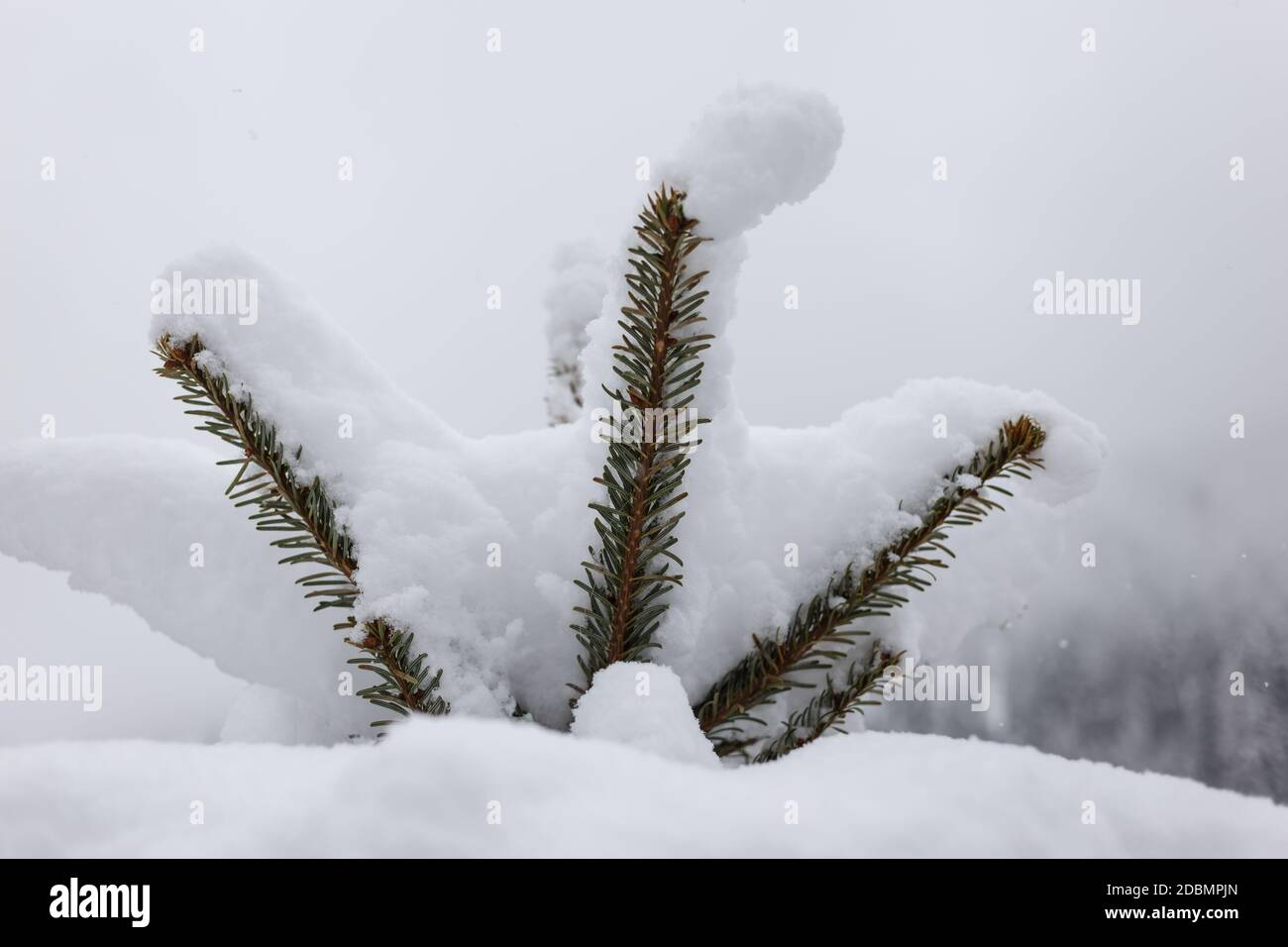 Pine tree covered in snow in a very overcast day, Selva Gardena, Dolomites, Italy Stock Photo