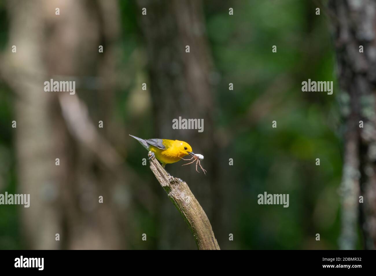 Prothonotary Warbler (Protonotaria citrea) carrying spider, Neabsco Boardwalk, Neabsco Regional Park Stock Photo