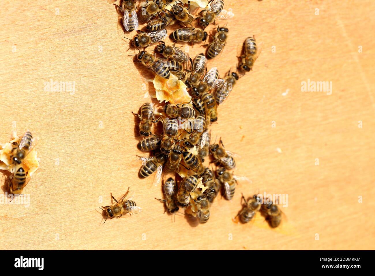 some bees on a plate Stock Photo