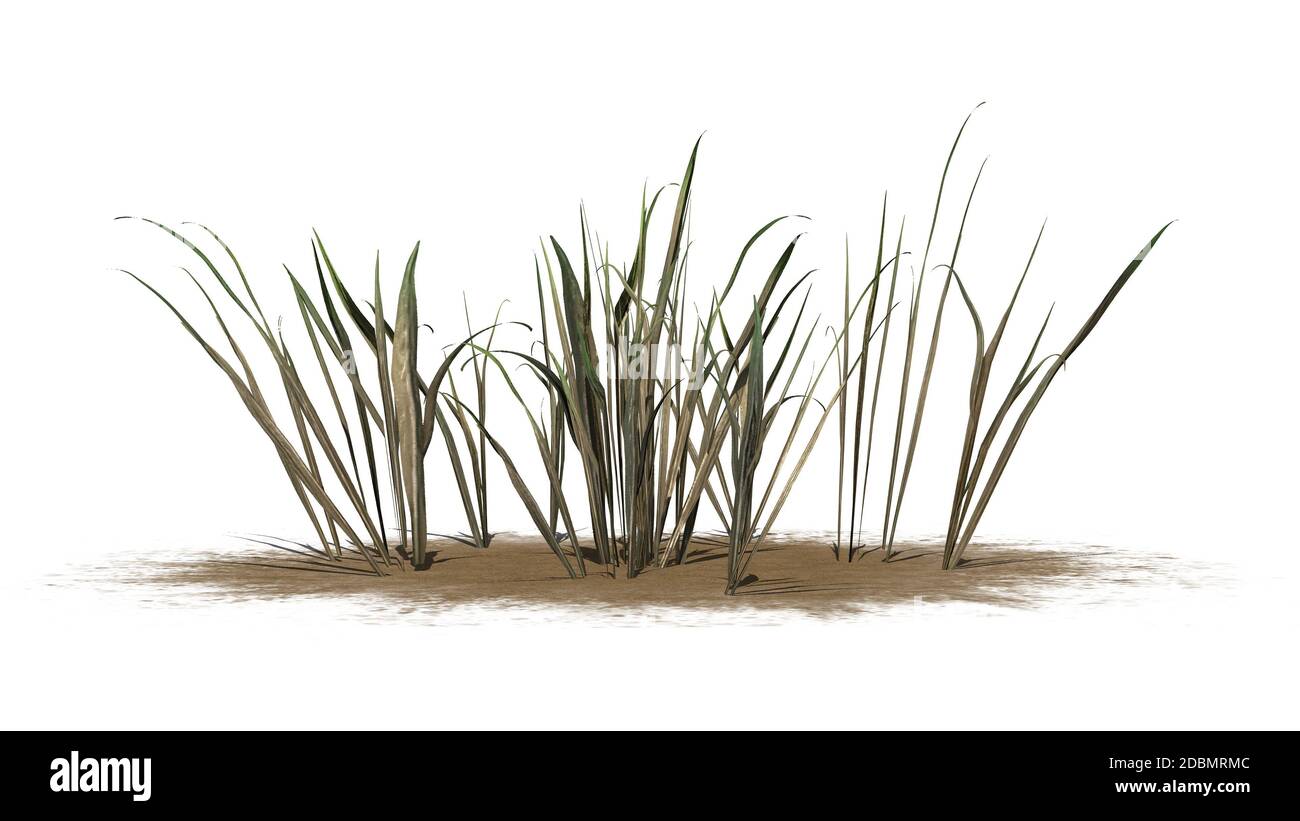 dark Thick Grass on a sand area - isolated on white background 