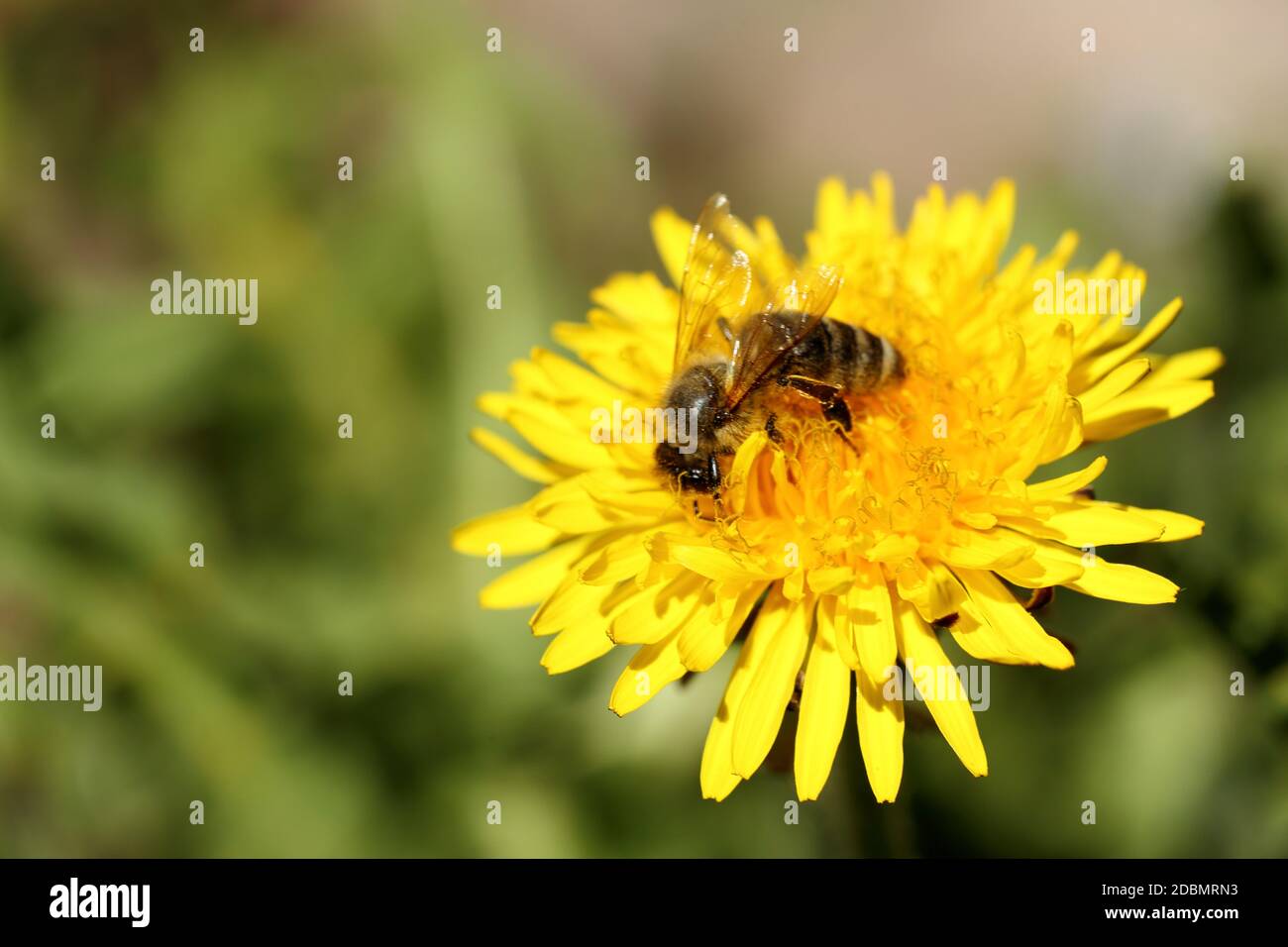 one honey bee is sitting on a dandelion flower Stock Photo