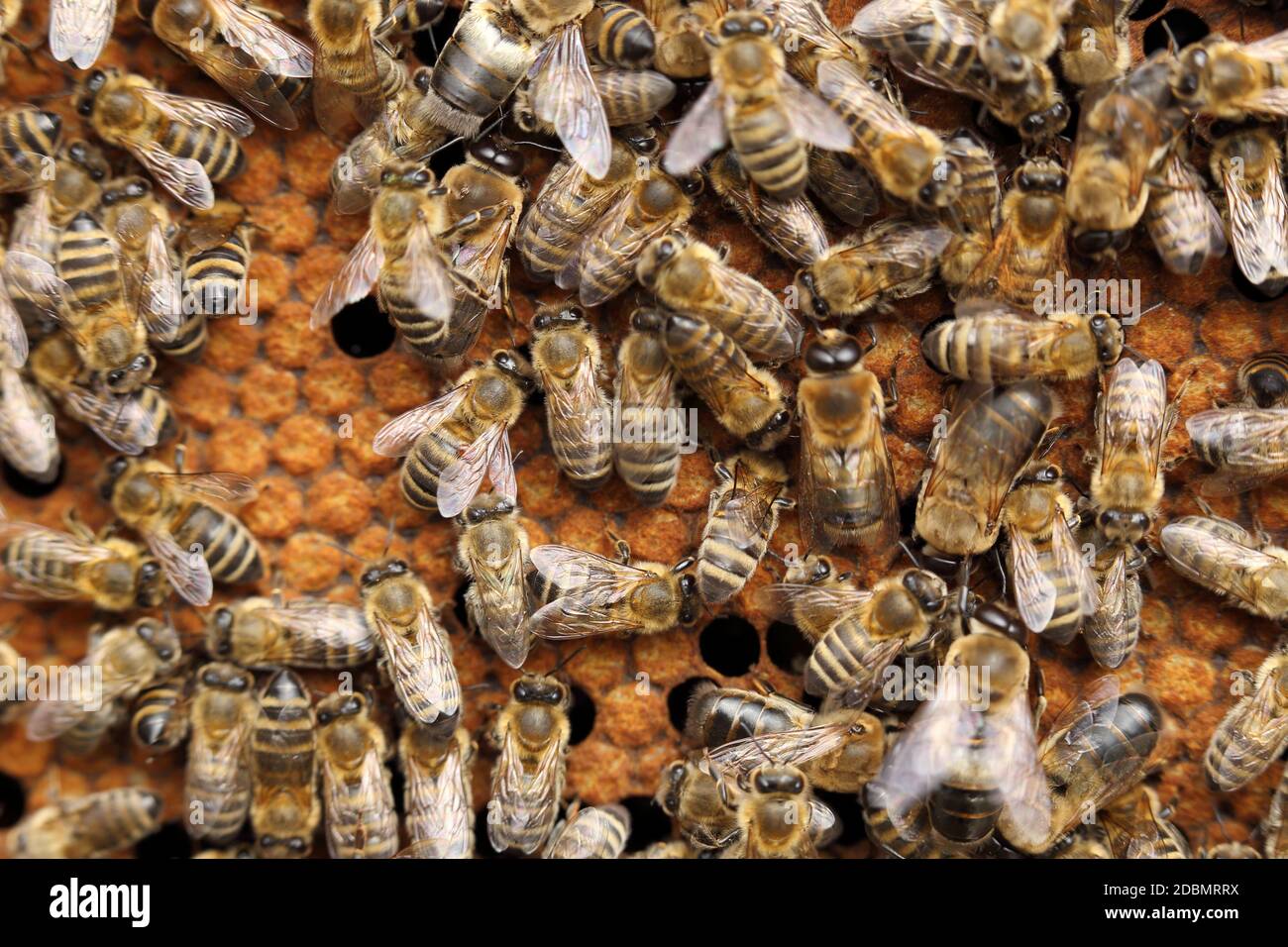 many honey bees are working in hive Stock Photo