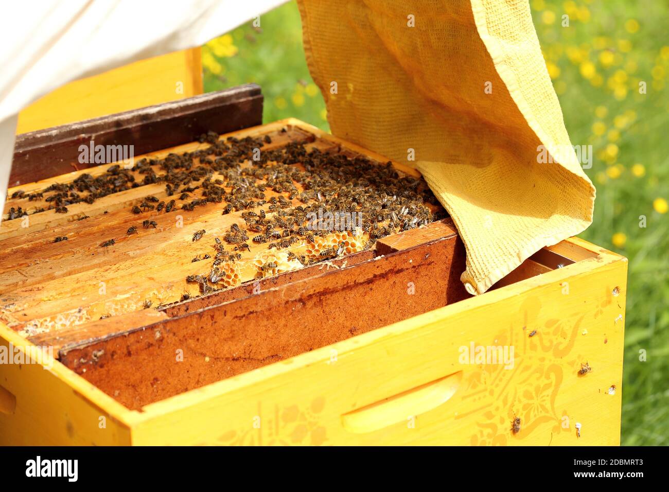 bee-keeper at check up Stock Photo
