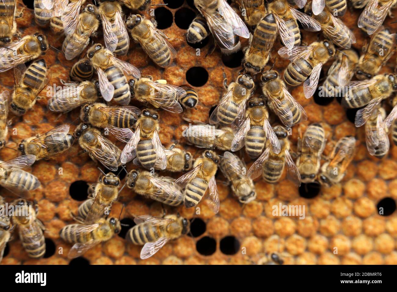 many honey bees on a hive Stock Photo