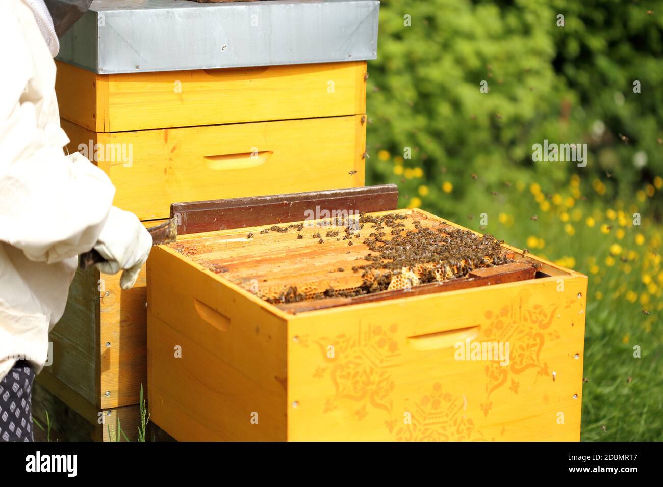bee-keeper with some bee- hives Stock Photo