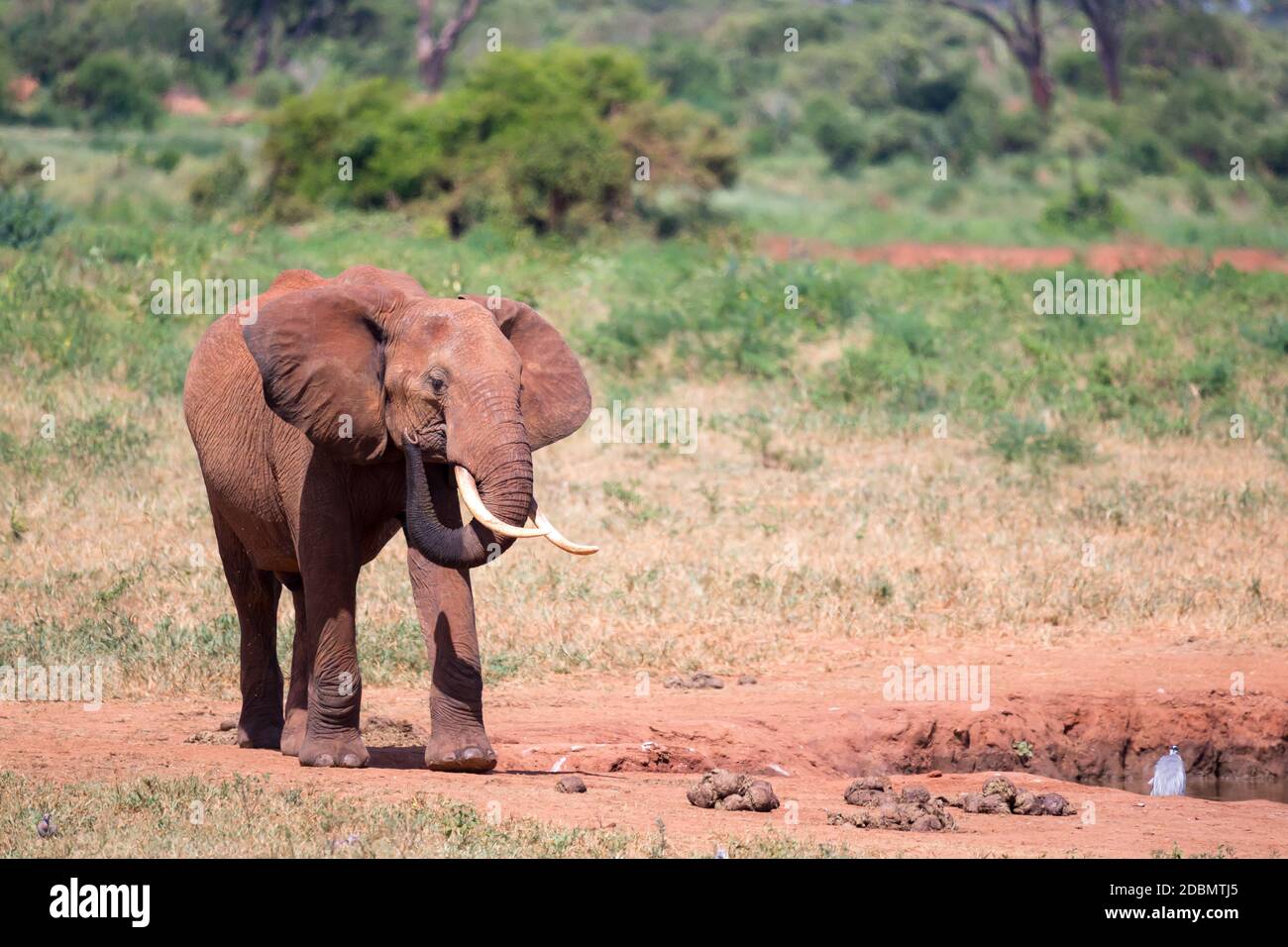 Waterhole in the savannah with some red elephants Stock Photo Alamy