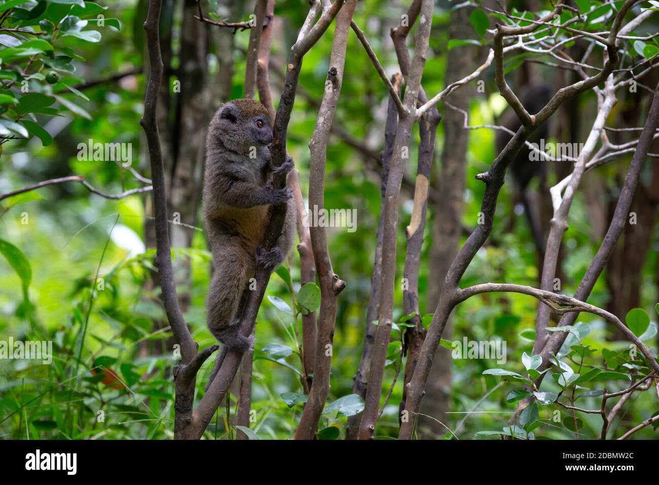 One Little lemur in the rainforest on the island of Madagascar Stock Photo