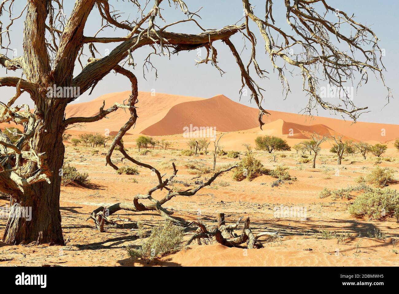 Tree skeleton deadvlei namibia hi-res stock photography and images - Alamy