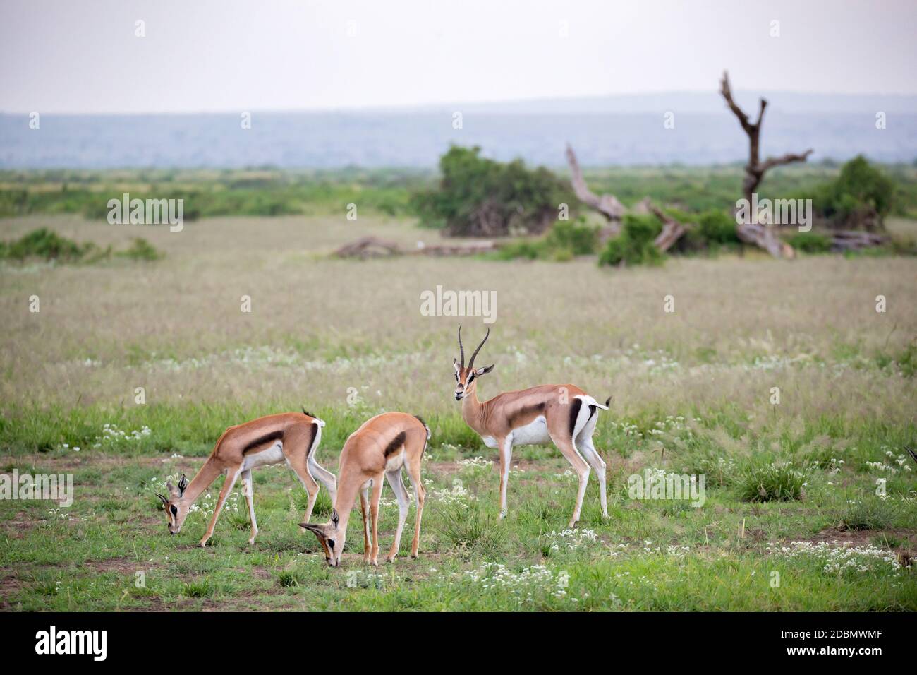 Male thomsons gazelle serengeti hi-res stock photography and images - Alamy