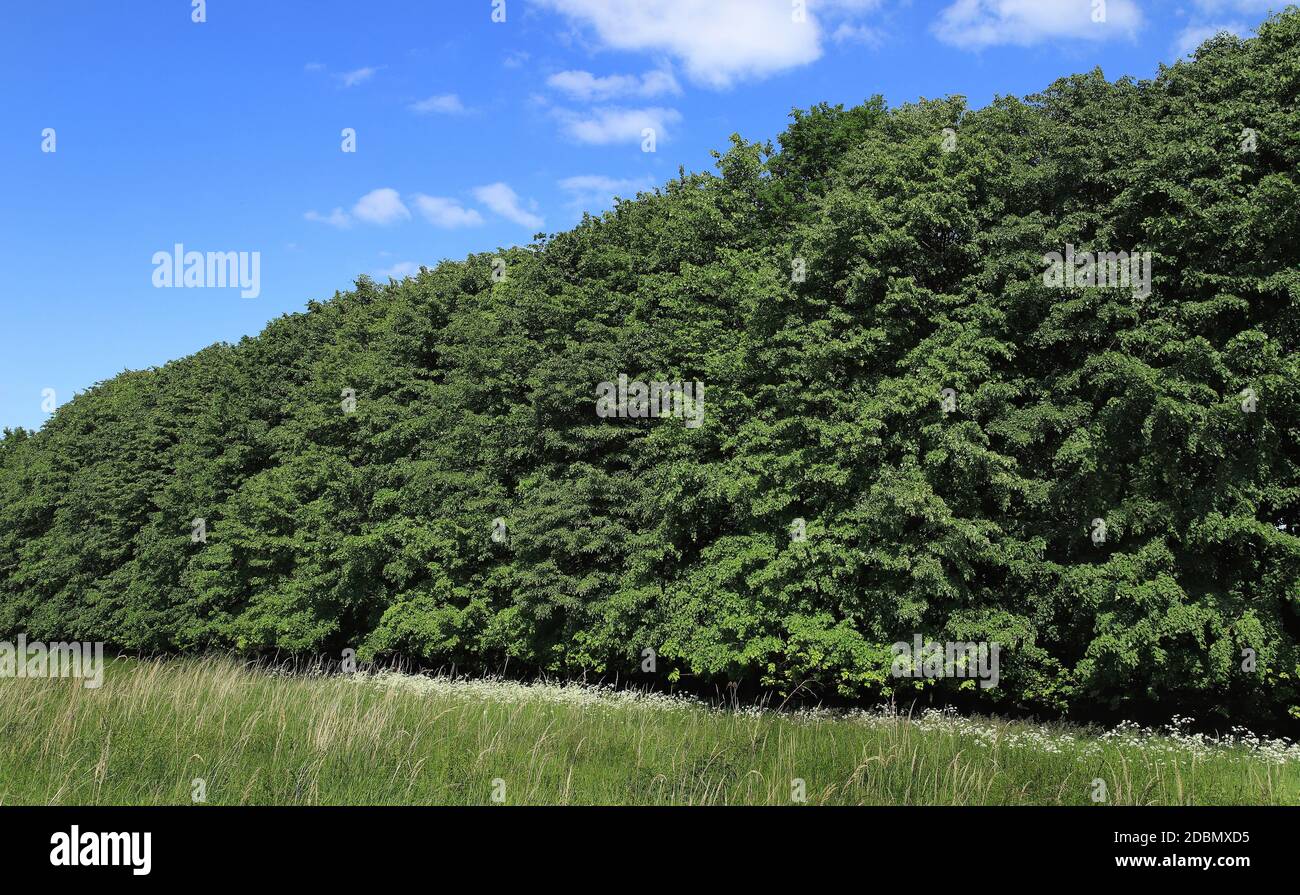 Mixed deciduous forest in summer, forest edge, green wall, in the Soester BÃ¶rde, North Rhine-Westphalia, Germany, Stock Photo