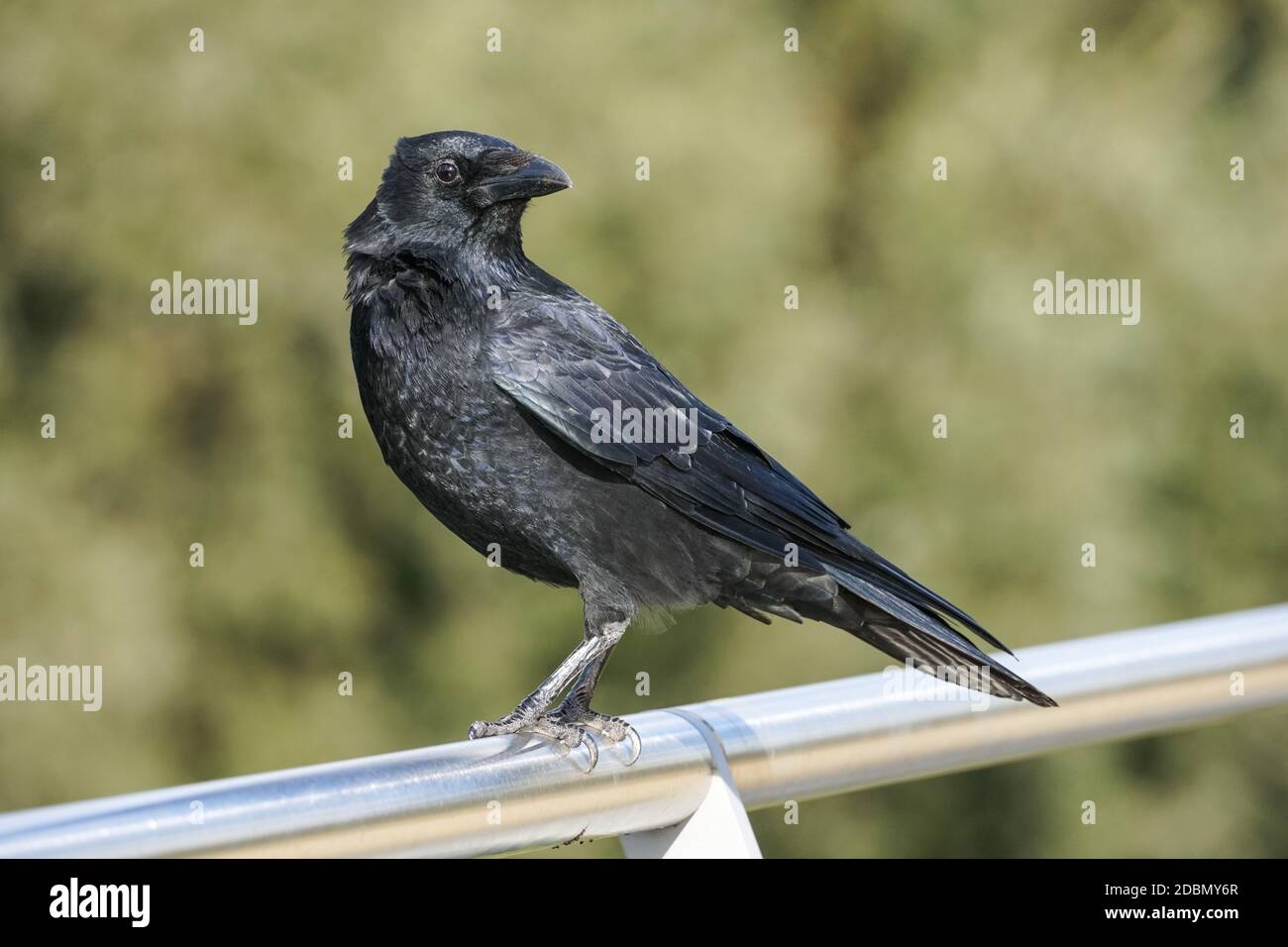 Carrion Crow ,Corvus corone corone Stock Photo