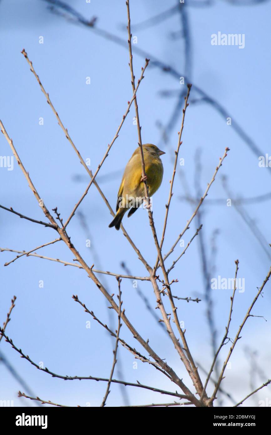 Songbirds in the branches of a tree Stock Photo Alamy