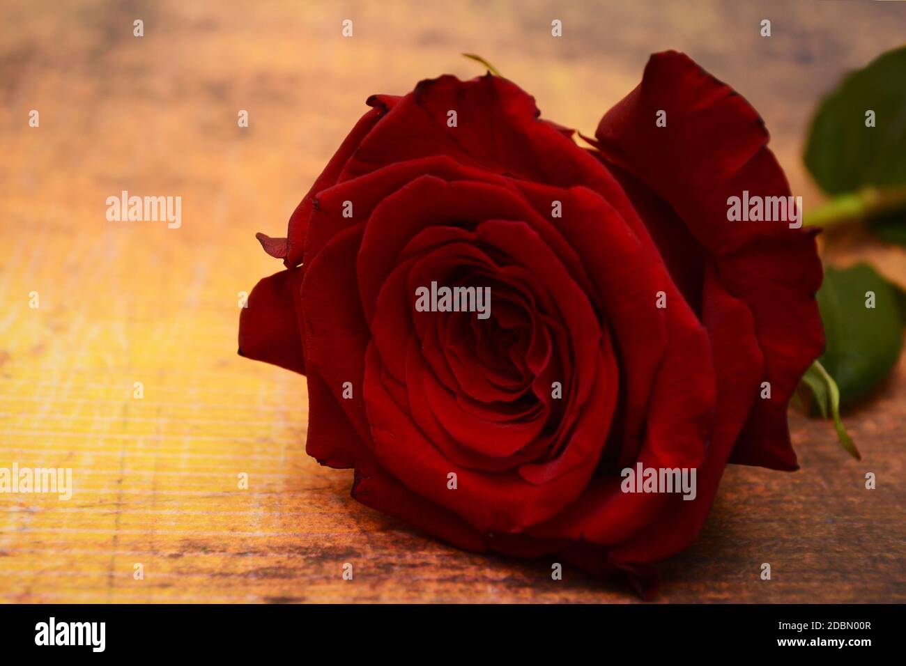 Sunburst rose hi-res stock photography and images - Alamy