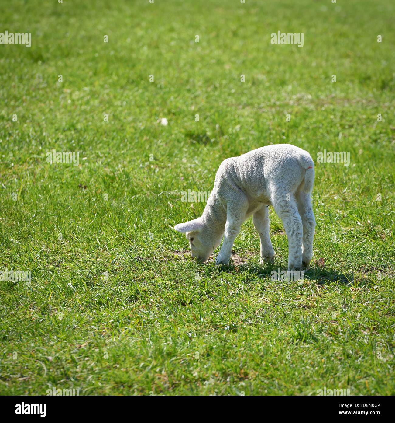 Young newborn sheep on a meadow in spring Stock Photo