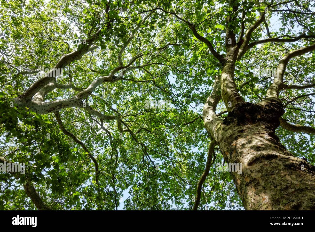 Branches of London planes full of green leaves Stock Photo