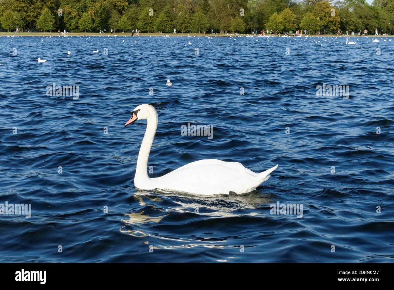 Mute swan swimming on a pond in in Kensington Gardens, London England United Kingdom UK Stock Photo