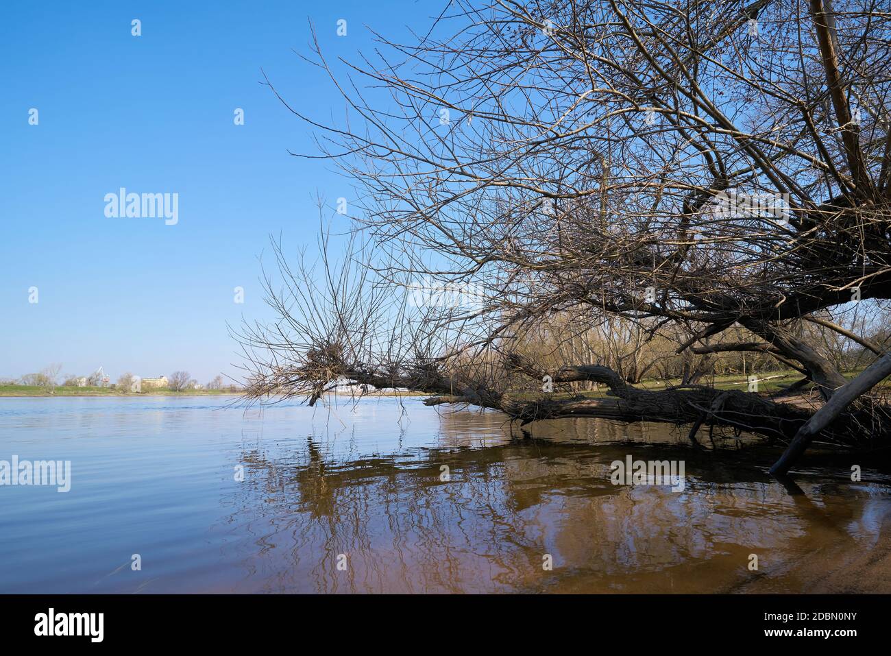 Willow on the banks of the river Elbe at Herrenkrug near Magdeburg in Germany Stock Photo