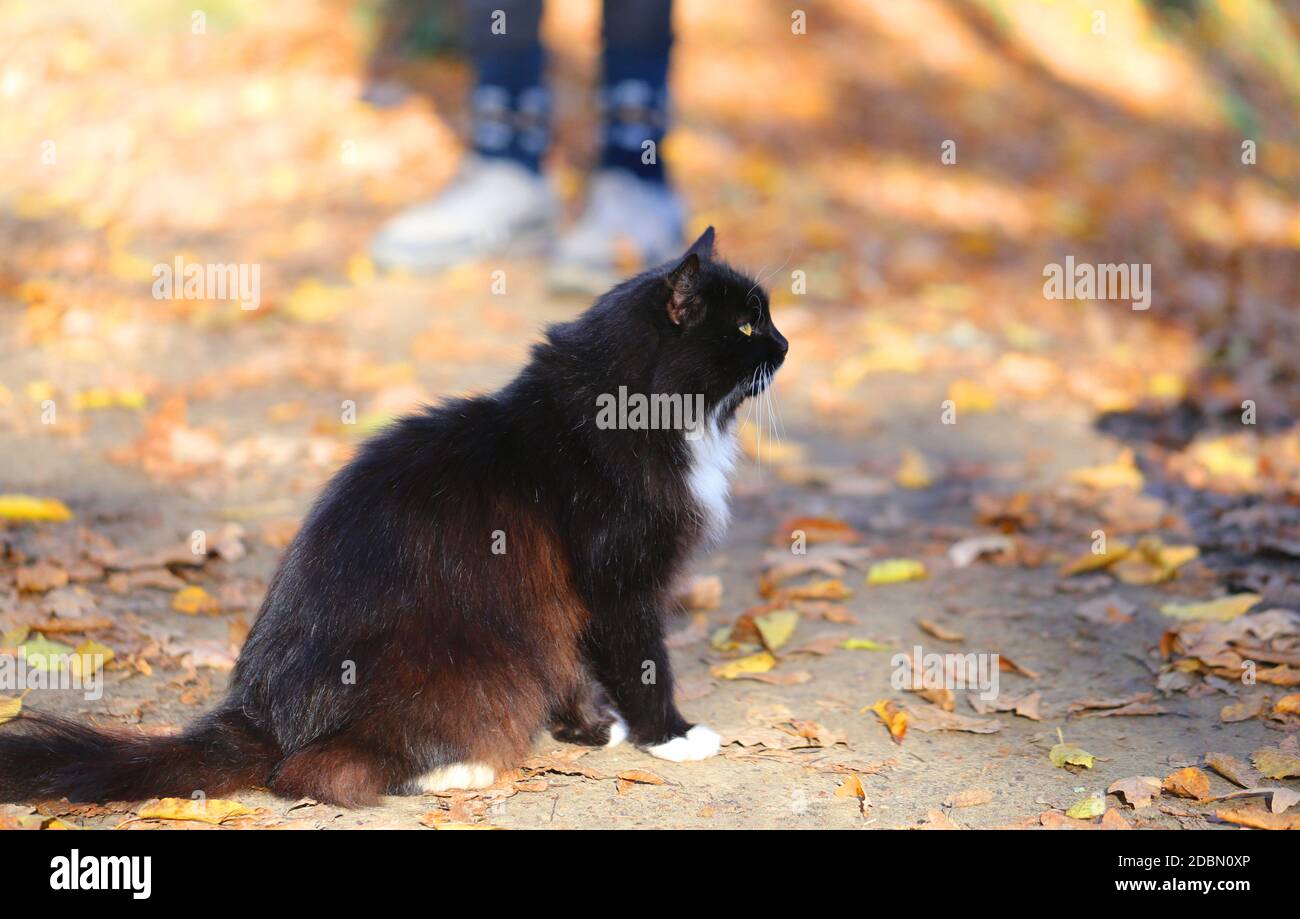 Photo of a beautiful cat in the autumn Sunny forest Stock Photo - Alamy